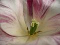 Thumbnail for version as of 10:12, 12 June 2011