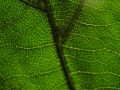 Thumbnail for version as of 11:44, 22 October 2012