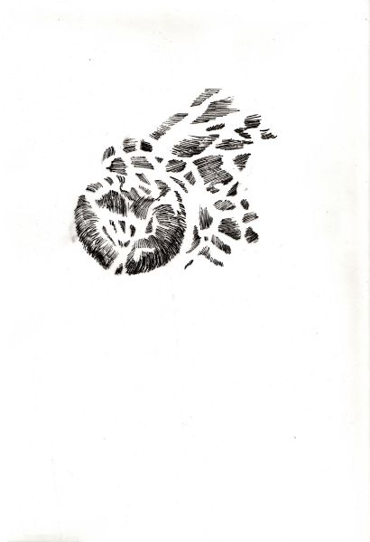 File:Blutgerinselstriche Lydia.jpg