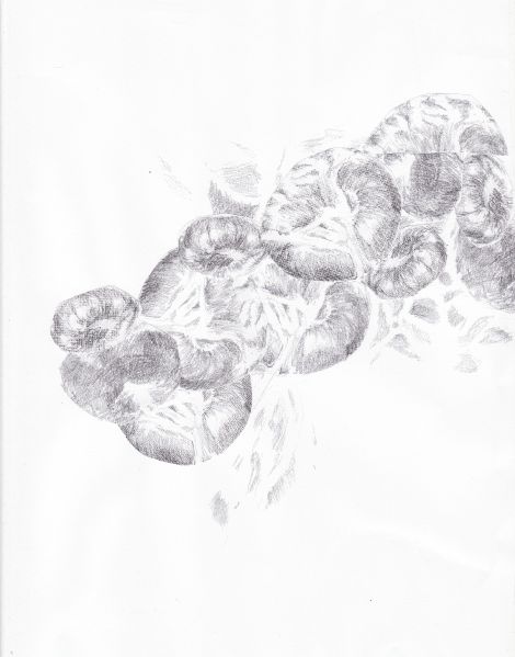 File:Blutzelle lydia.jpg