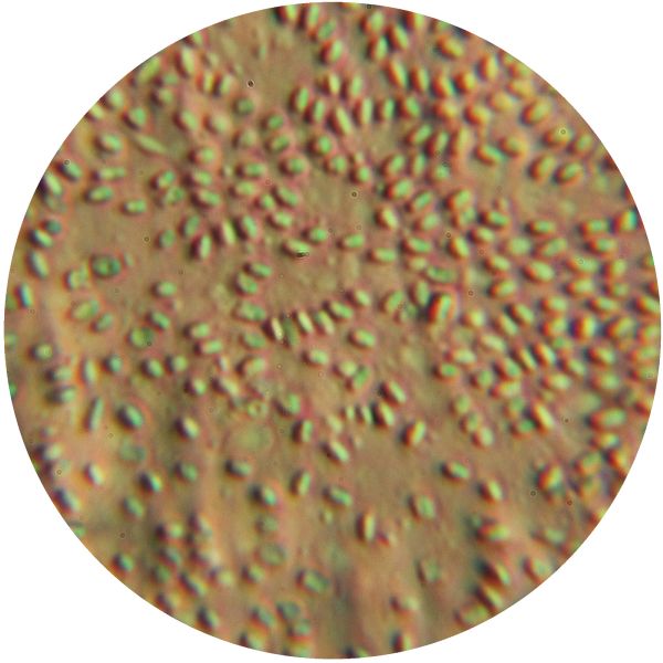 File:CA 3-b red dot.jpg