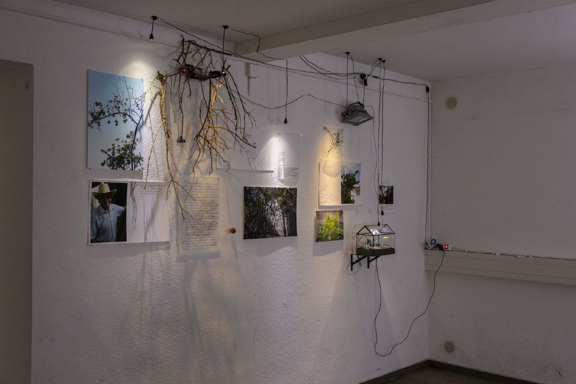 Photo: Christian Doeller. “Y de mortales engaños, Y de sublimes dolores”. Dania González Sanabria.“The Plant Plant” exhibition. Winterwerkschau Bauhaus University. 2025.