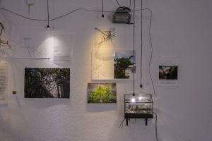 Photo: Christian Doeller. “Y de mortales engaños, Y de sublimes dolores”. Dania González Sanabria.“The Plant Plant” exhibition. Winterwerkschau Bauhaus University. 2025.