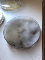 Most of the petri dishes I brought home became contaminated with some sort of silky mold.