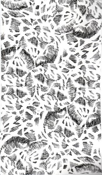 File:Cell3 lydia.jpg