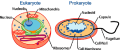 A eukaryotic cell (left) and a prokaryotic cell (right) (wikipedia)