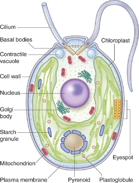 File:Chalamydomonas.jpg