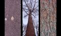 Thumbnail for version as of 19:48, 26 January 2025