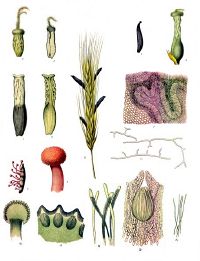 Claviceps purpurea - Köhler–s Medizinal-Pflanzen-185.jpg