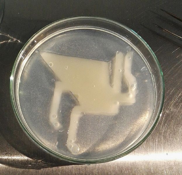 File:Cut Agar stencil 2.jpeg