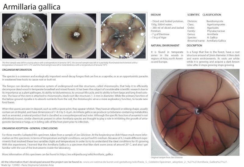 File:DATA sheet Armillaria Gallica.jpg