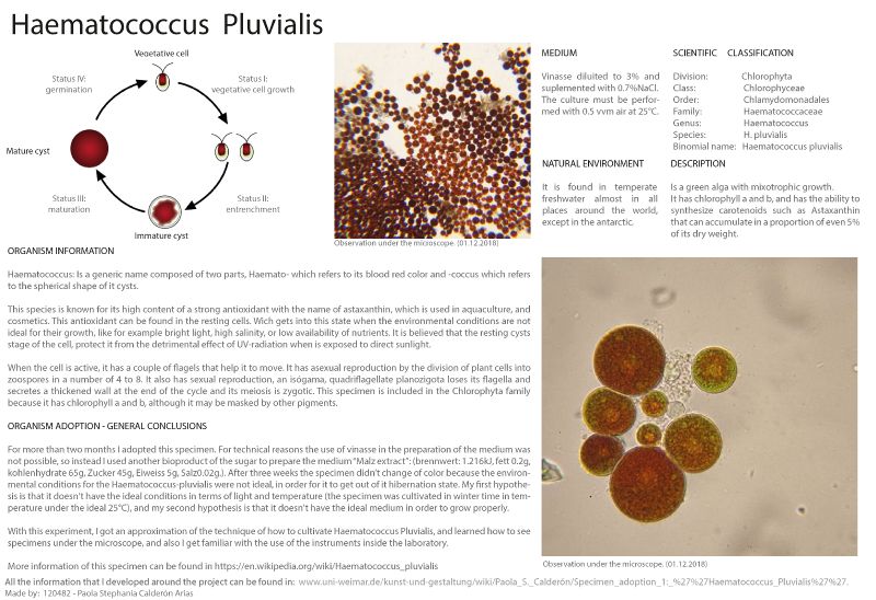 File:DATA sheet Haematoccocus Pluvialis.jpg