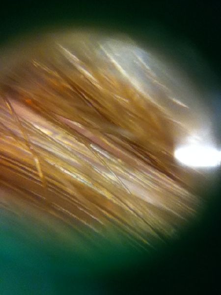File:DIYM Hairfull.jpg