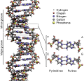 The structure of the DNA double helix. The atoms in the structure are colour-coded by element and the detailed structures of two base pairs are shown in the bottom right.(wikipedia)
