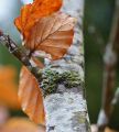Thumbnail for version as of 13:24, 10 October 2025
