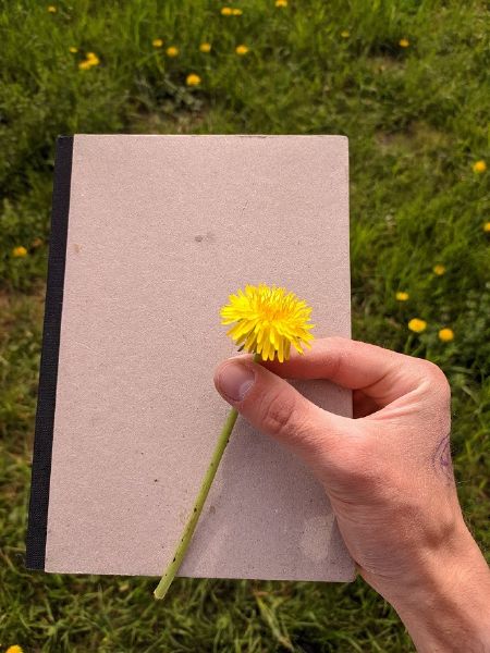 File:Dandelion.jpg