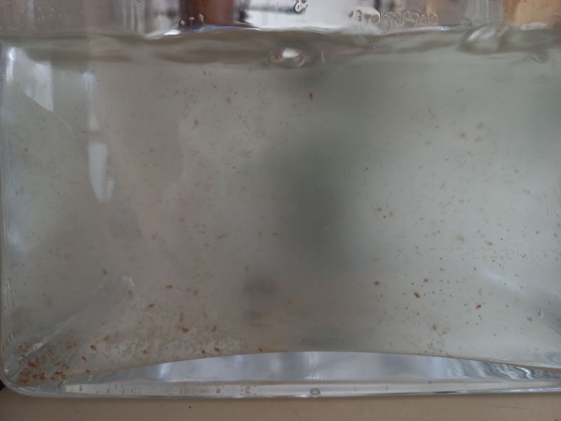 File:Daphnia 1.jpg