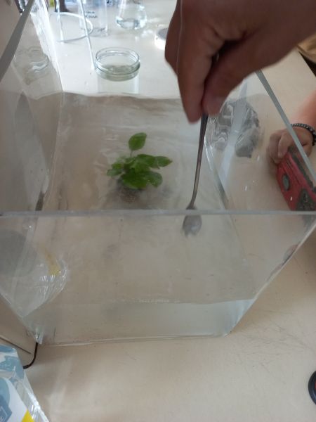 File:Daphnia 2.jpg