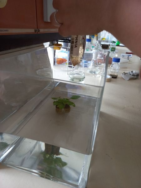 File:Daphnia 4.jpg