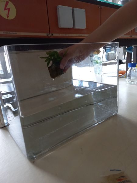 File:Daphnia 5.jpg