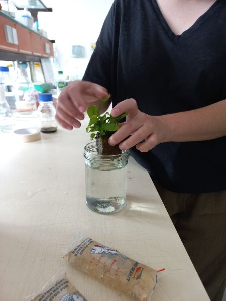 File:Daphnia 8.jpg