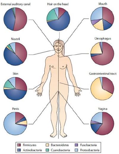 Das+Mikrobiom+verschiedener+Körperregionen.jpg