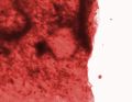 Thumbnail for version as of 14:26, 26 November 2012