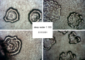 Thumbnail for version as of 13:27, 23 June 2024
