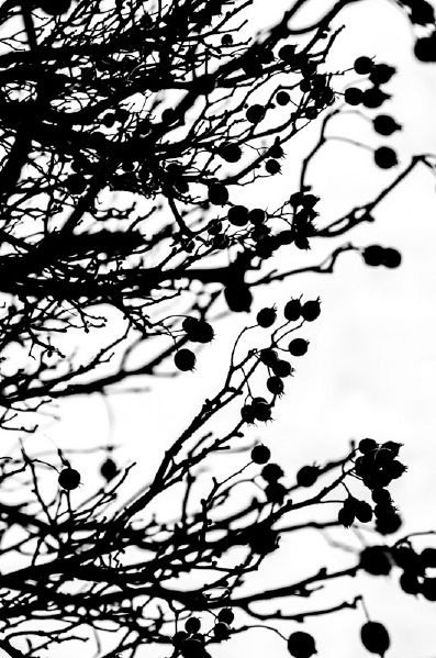File:Detailbaum4Tina.jpg