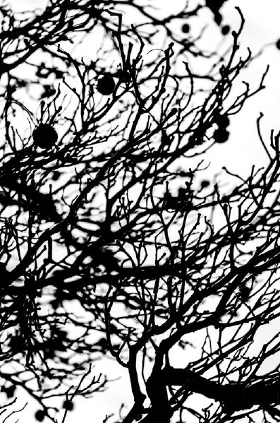 File:Detailbaum7Tina.jpg