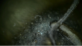 Thumbnail for version as of 15:54, 25 August 2025