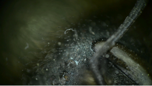 Details of a fly.png