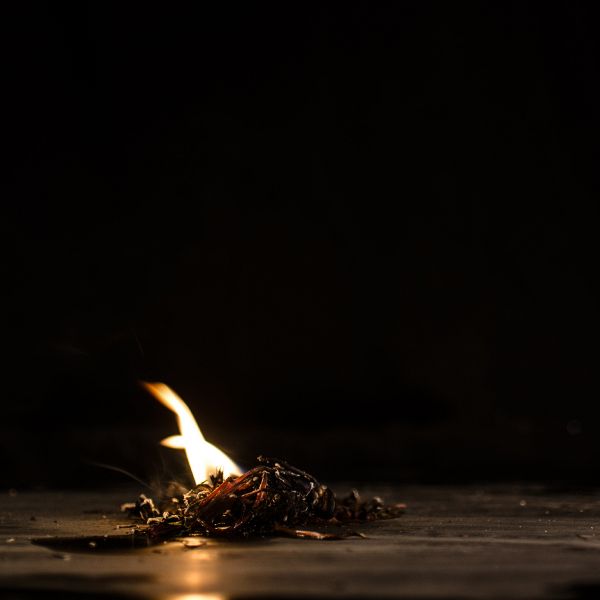 File:Die Pflanze des Phönix'10.jpg