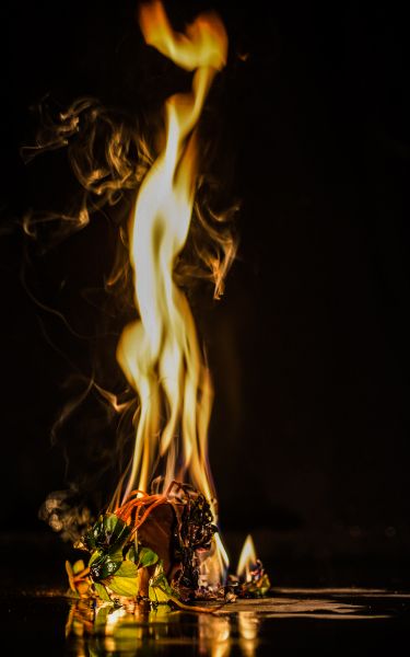 File:Die Pflanze des Phönix'14.jpg