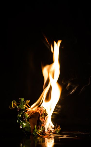 File:Die Pflanze des Phönix'16.jpg