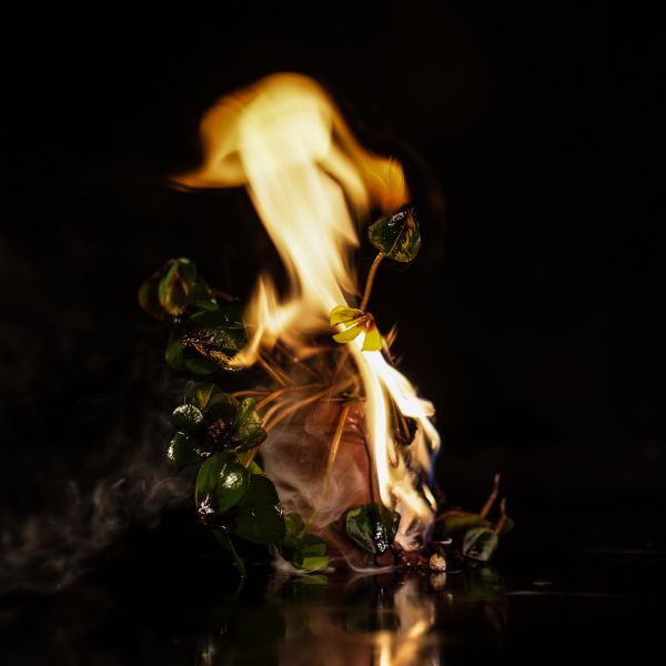 File:Die Pflanze des Phönix'17.jpg