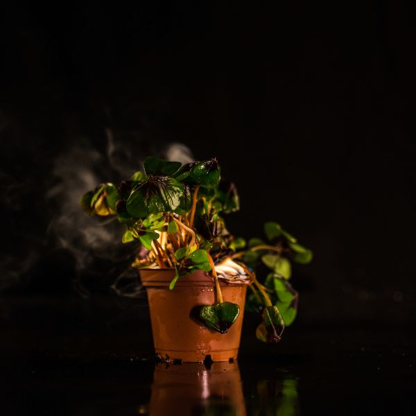 File:Die Pflanze des Phönix'19.jpg