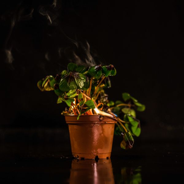 File:Die Pflanze des Phönix'20.jpg