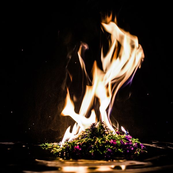 File:Die Pflanze des Phönix' 3.jpg