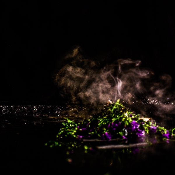 File:Die Pflanze des Phönix' 4.jpg