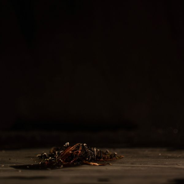 File:Die Pflanze des Phönix' 6.jpg