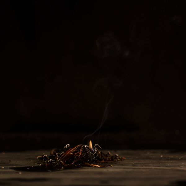 File:Die Pflanze des Phönix' 8.jpg