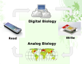Digital-analog-biology-cycle.png