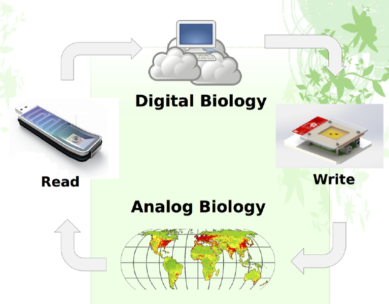 File:Digital-analog-biology-cycle.png
