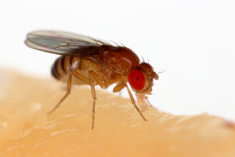 File:Drosophila melanogaster Proboscis-wikimedia.jpg