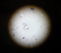 Thumbnail for version as of 23:49, 29 November 2020