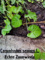 Thumbnail for version as of 18:59, 1 July 2024