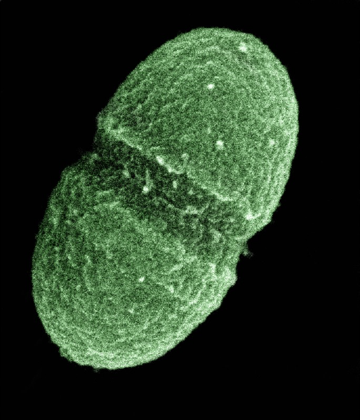 File:Enterococcus faecalis bacterium, which lives in the human gut.png
