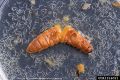 Heterorhabditis bacteriophora nematodes emerging from a greater wax moth. Source: wikipedia