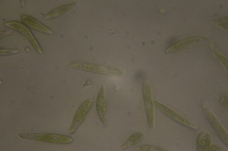 File:Euglena1.JPG